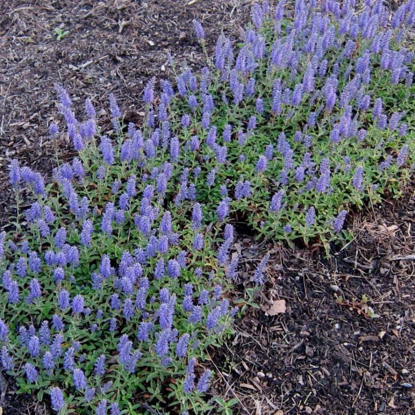 Ähriger Ehrenpreis Nana Blue - Veronica spicata (Flowering)
