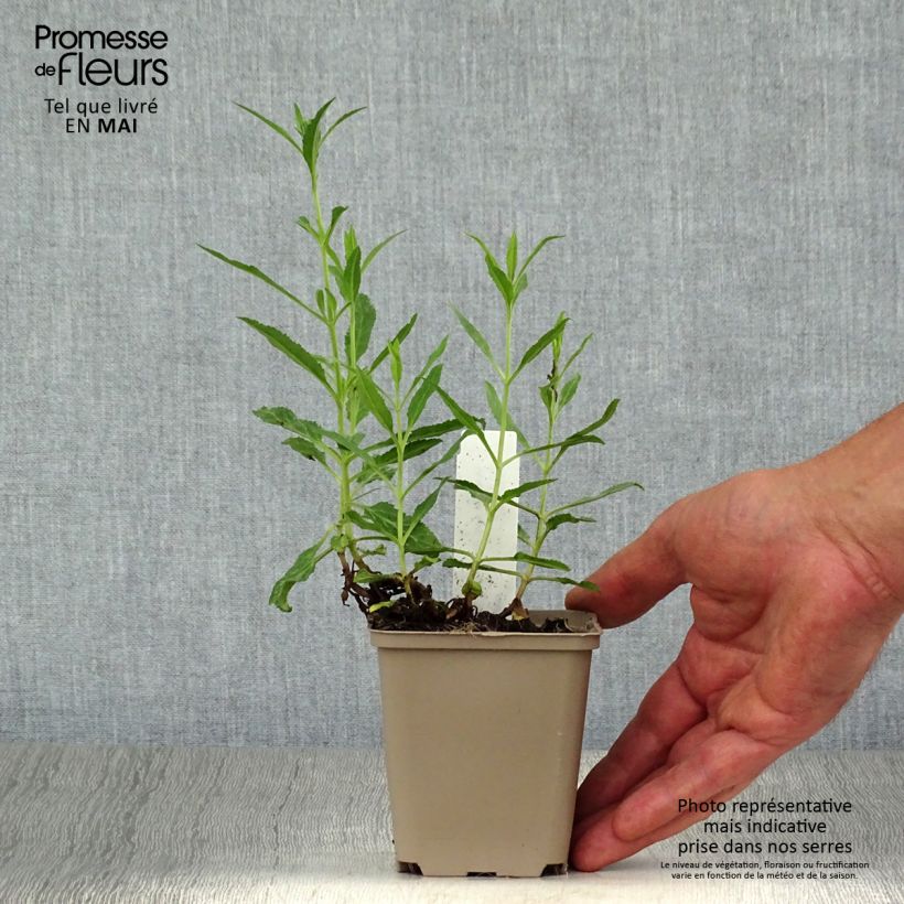 Exemplar von Ähriger Ehrenpreis Rotfuchs - Veronica spicata Kleine Töpfe von 8/9 cm wie im Frühjahr geliefert