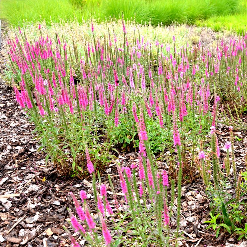 Ähriger Ehrenpreis Rotfuchs - Veronica spicata (Plant habit)