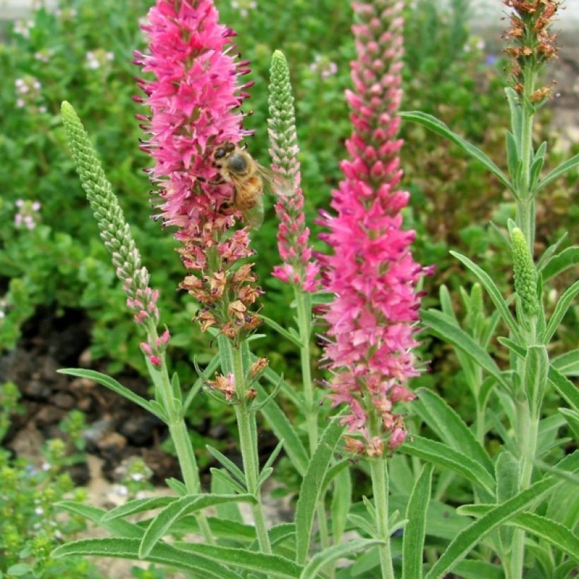 Ähriger Ehrenpreis Rotfuchs - Veronica spicata (Flowering)
