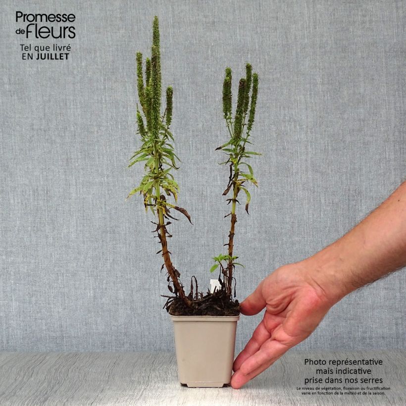 Exemplar von Ähriger Ehrenpreis Royal Candles - Veronica spicata Kleine Töpfe von 8/9 cm wie im Sommer geliefert