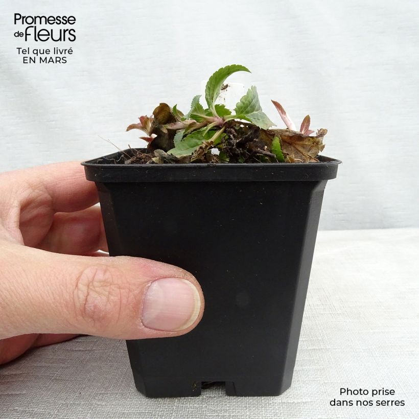 Exemplar von Ähriger Ehrenpreis Royal Candles - Veronica spicata Kleine Töpfe von 8/9 cm wie im Winter geliefert