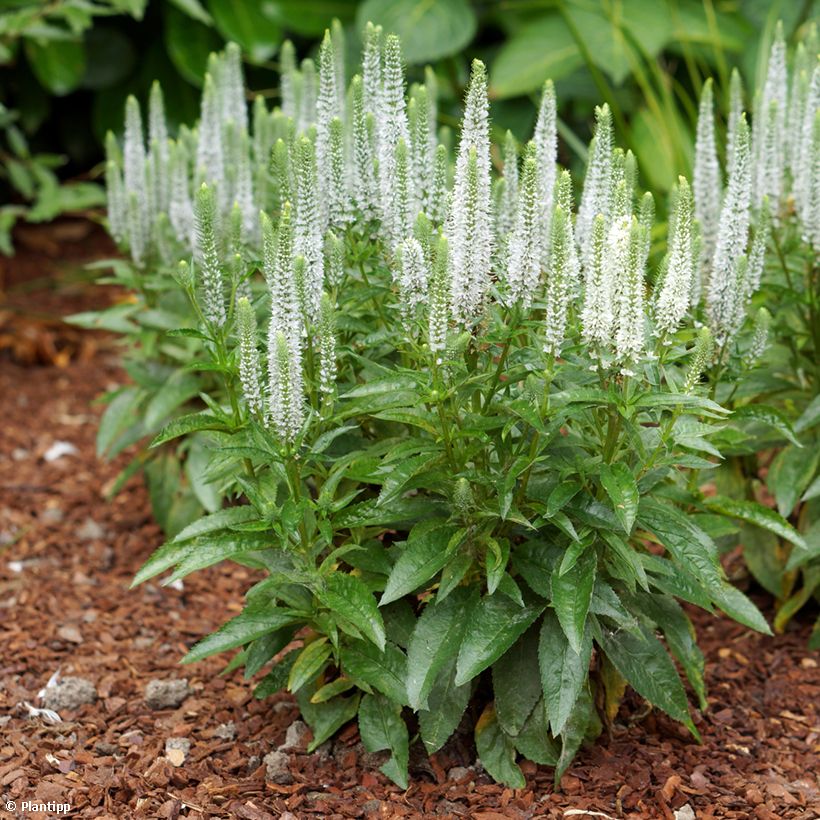 Ähriger Ehrenpreis Snow Candles - Veronica spicata (Plant habit)