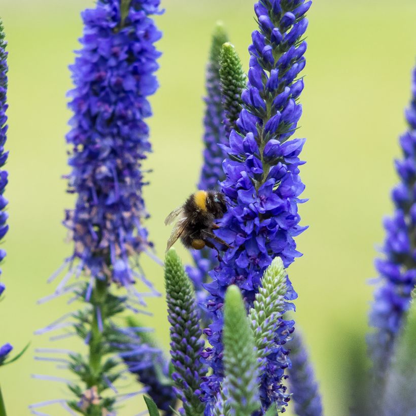 Ähriger Ehrenpreis Ulster Blue Dwarf - Veronica spicata (Flowering)