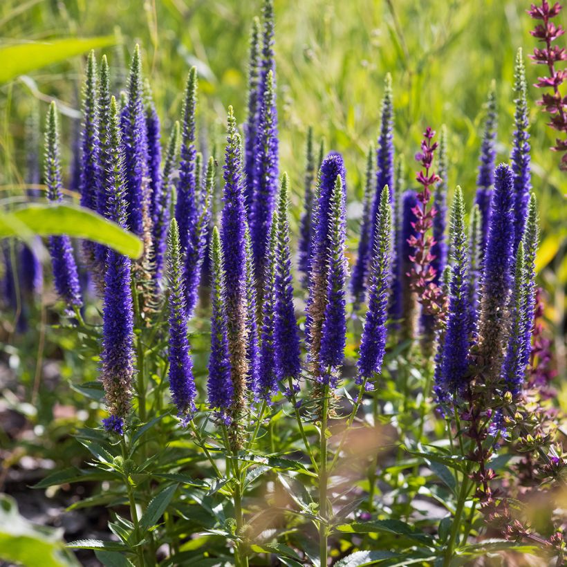 Ähriger Ehrenpreis Ulster Blue Dwarf - Veronica spicata (Plant habit)