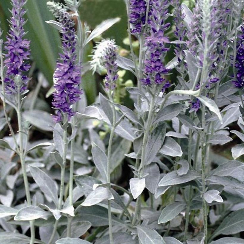 Silberblatt-Ehrenpreis Silbersee - Veronica spicata subsp. incana (Foliage)