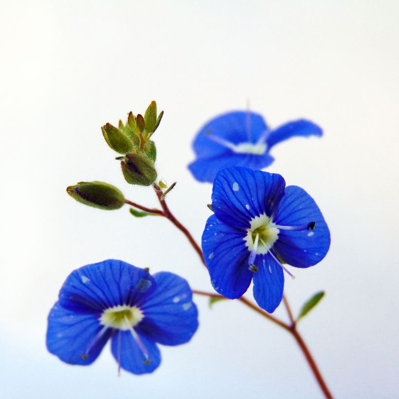 Ehrenpreis Georgia Blue - Veronica umbrosa (Flowering)