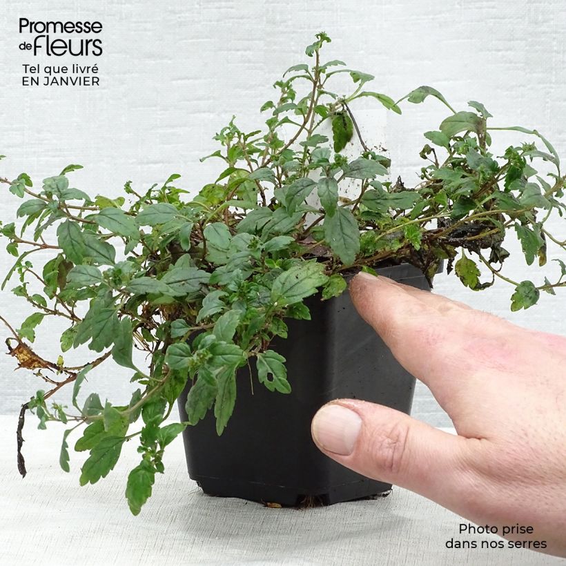 Exemplar von Ehrenpreis Georgia Blue - Veronica umbrosa Kleine Töpfe von 8/9 cm wie im Winter geliefert