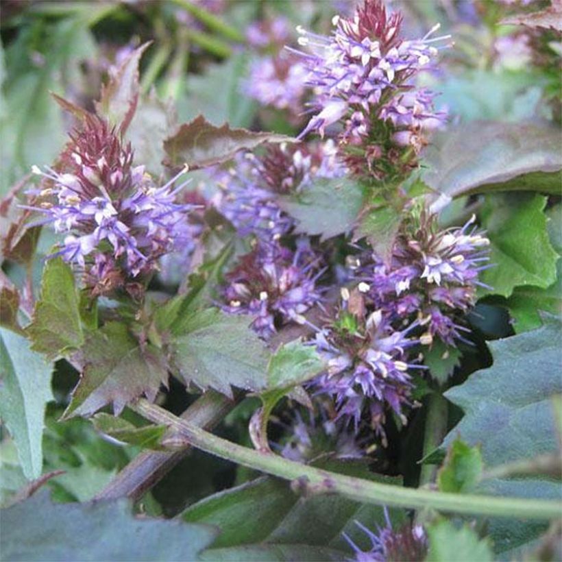 Veronicastrum latifolium - Breitblättriger Ehrenpreis (Flowering)