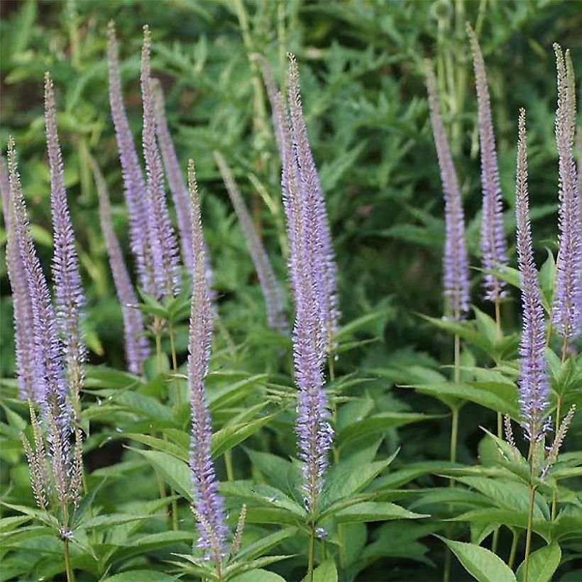 Veronicastrum sibiricum - Sibirischer Ehrenpreis (Flowering)