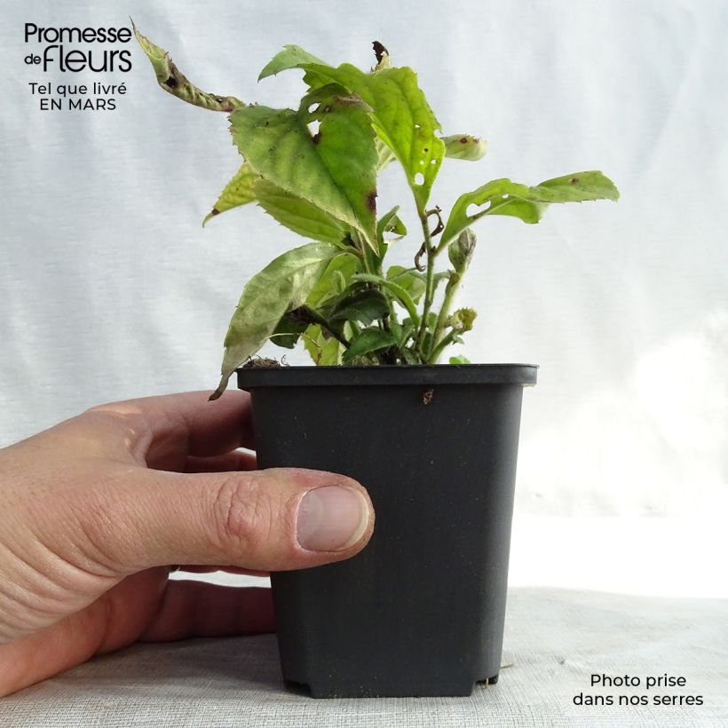 Exemplar von Veronicastrum villosulum Kleine Töpfe von 8/9 cm wie im Winter geliefert