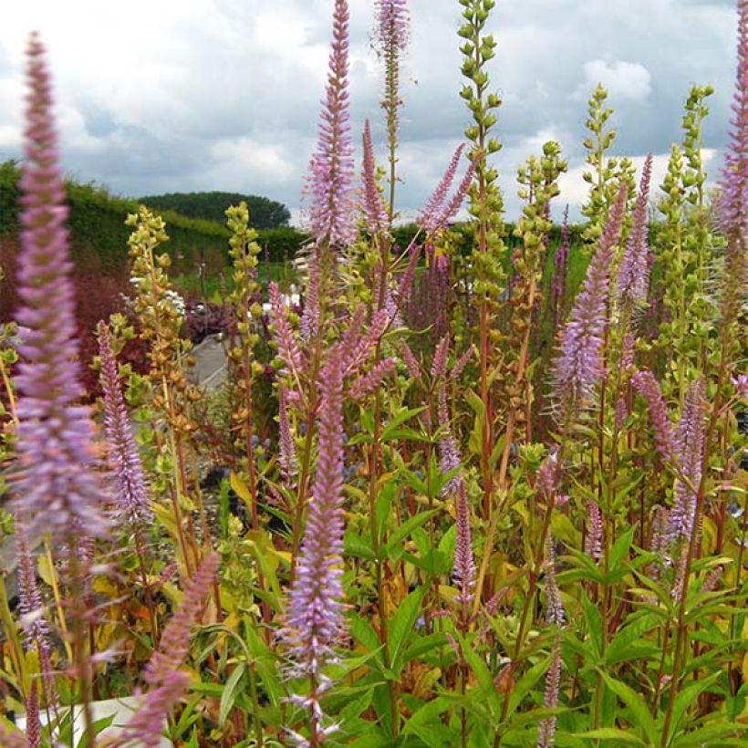 Veronicastrum virginicum Adoration - Virginischer Arzneiehrenpreis (Flowering)