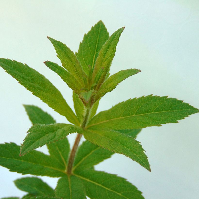 Veronicastrum virginicum Adoration - Virginischer Arzneiehrenpreis (Foliage)