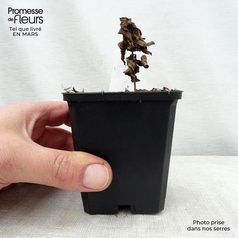 Exemplar von Veronicastrum virginicum Adoration - Virginischer Arzneiehrenpreis Kleine Töpfe von 8/9 cm wie im Frühjahr geliefert