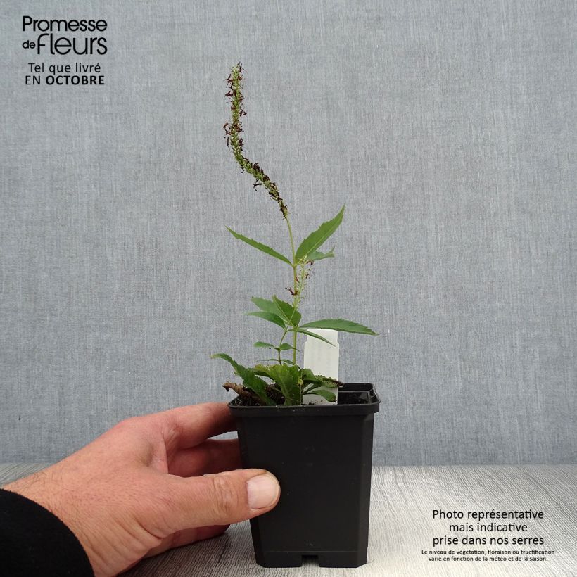 Example of Veronicastrum virginicum Adoration - Virginischer Arzneiehrenpreis Kleine Töpfe von 8/9 cm as you get in automne