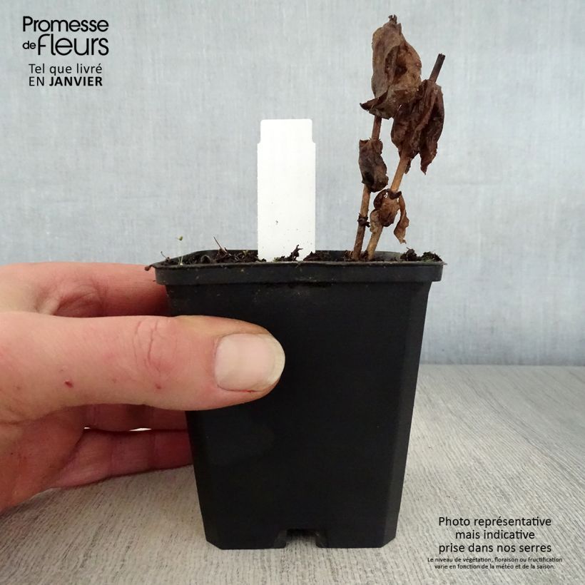 Exemplar von Veronicastrum virginicum Adoration - Virginischer Arzneiehrenpreis Kleine Töpfe von 8/9 cm wie im Winter geliefert