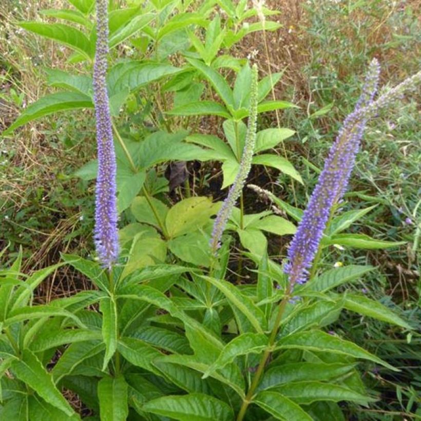 Veronicastrum virginicum Apollo - Virginischer Arzneiehrenpreis (Plant habit)