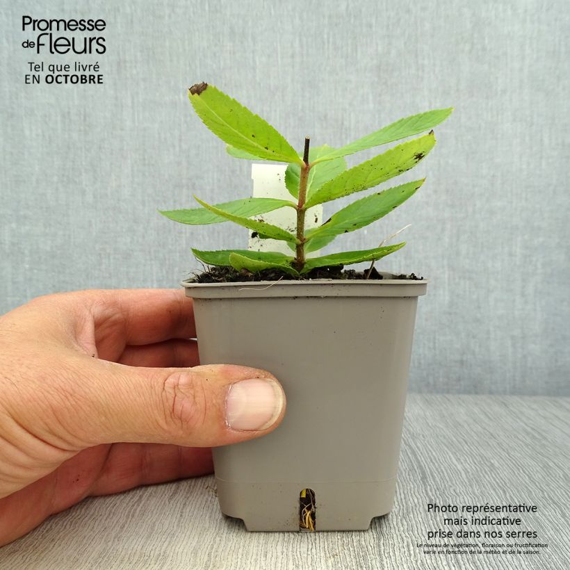 Example of Veronicastrum virginicum Challenger - Virginischer Arzneiehrenpreis Kleine Töpfe von 8/9 cm as you get in automne