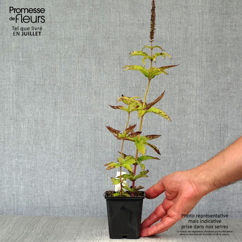 Exemplar von Veronicastrum virginicum Cupid - Virginischer Arzneiehrenpreis Kleine Töpfe von 8/9 cm wie im Sommer geliefert
