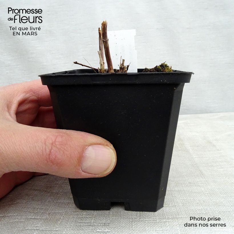 Exemplar von Veronicastrum virginicum Cupid - Virginischer Arzneiehrenpreis Kleine Töpfe von 8/9 cm wie im Frühjahr geliefert