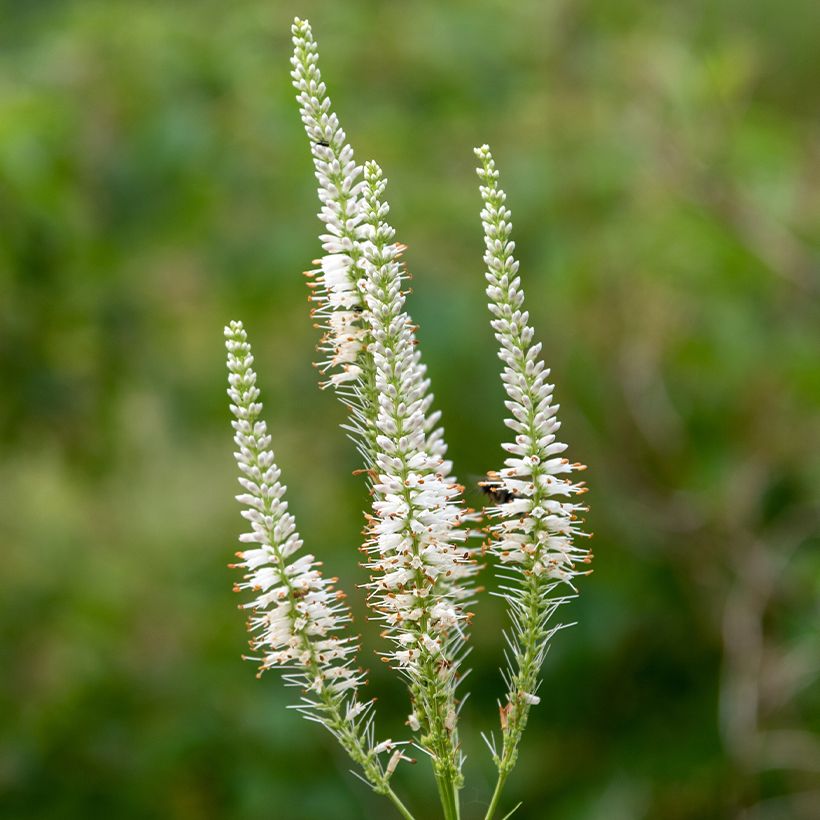 Veronicastrum virginicum Diane - Virginischer Arzneiehrenpreis (Flowering)
