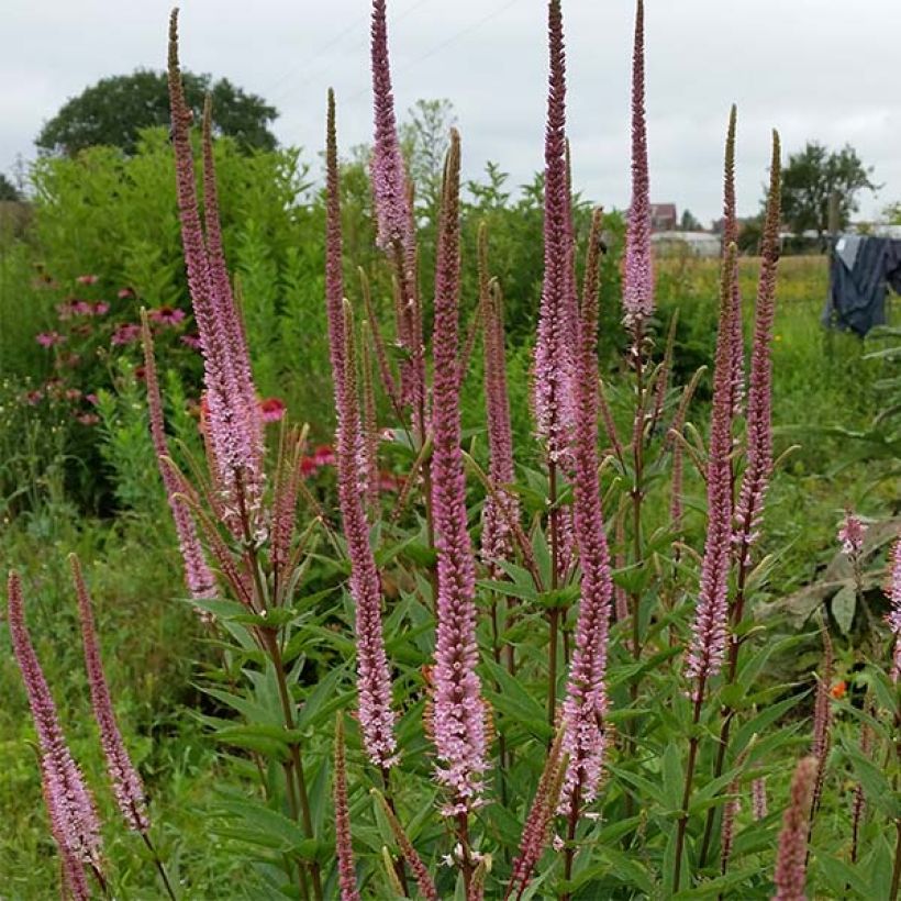 Veronicastrum virginicum Erica - Virginischer Arzneiehrenpreis (Plant habit)