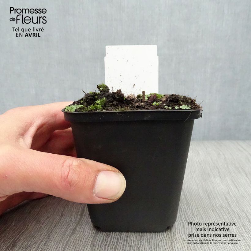 Exemplar von Veronicastrum virginicum Fascination - Virginischer Arzneiehrenpreis Kleine Töpfe von 8/9 cm wie im Frühjahr geliefert