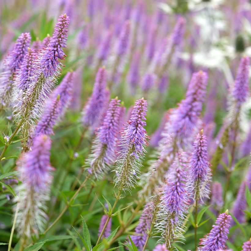 Veronicastrum virginicum Fascination - Virginischer Arzneiehrenpreis (Flowering)