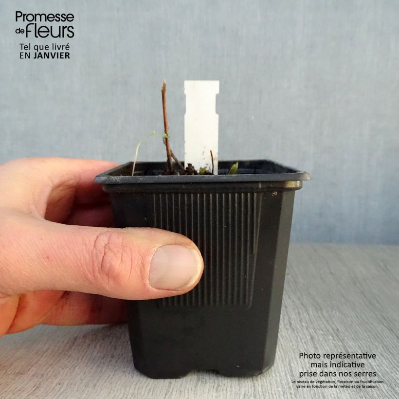 Exemplar von Veronicastrum virginicum Lavendelturm - Virginischer Arzneiehrenpreis Kleine Töpfe von 8/9 cm wie im Winter geliefert