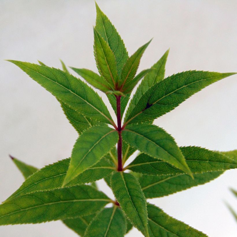 Veronicastrum virginicum Pink Glow - Virginischer Arzneiehrenpreis (Foliage)