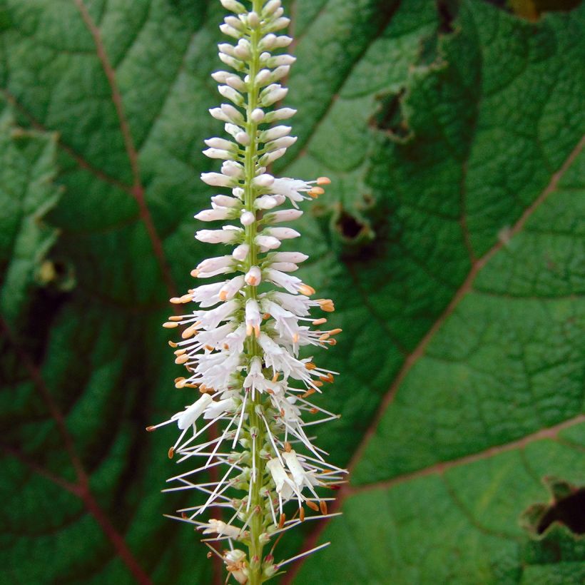 Veronicastrum virginicum Pink Glow - Virginischer Arzneiehrenpreis (Flowering)