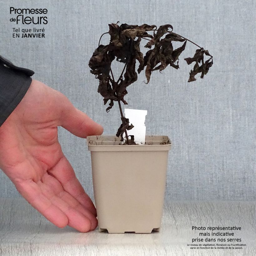 Exemplar von Veronicastrum virginicum Pink Glow - Virginischer Arzneiehrenpreis Kleine Töpfe von 8/9 cm wie im Winter geliefert