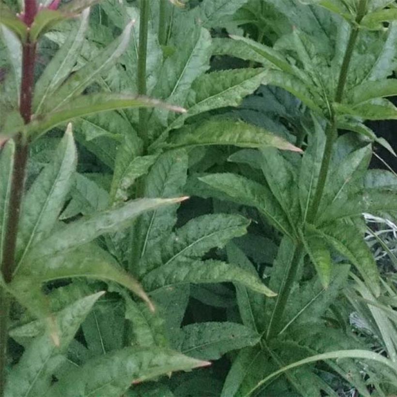 Veronicastrum virginicum Red Arrows - Virginischer Arzneiehrenpreis (Foliage)