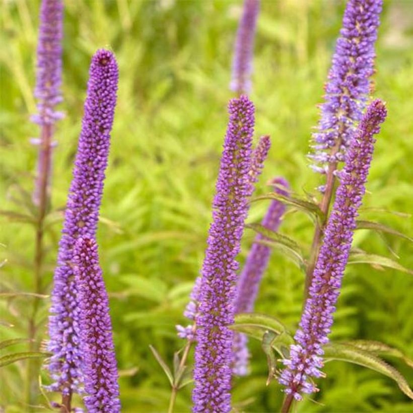 Veronicastrum virginicum Red Arrows - Virginischer Arzneiehrenpreis (Flowering)