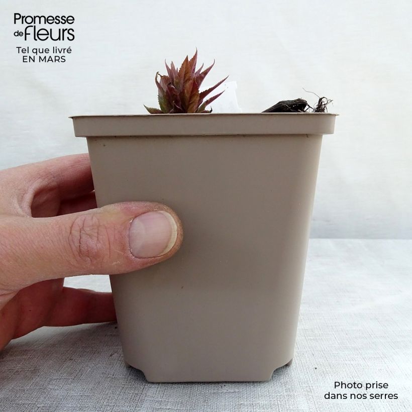 Exemplar von Veronicastrum virginicum Red Arrows - Virginischer Arzneiehrenpreis Kleine Töpfe von 8/9 cm wie im Frühjahr geliefert