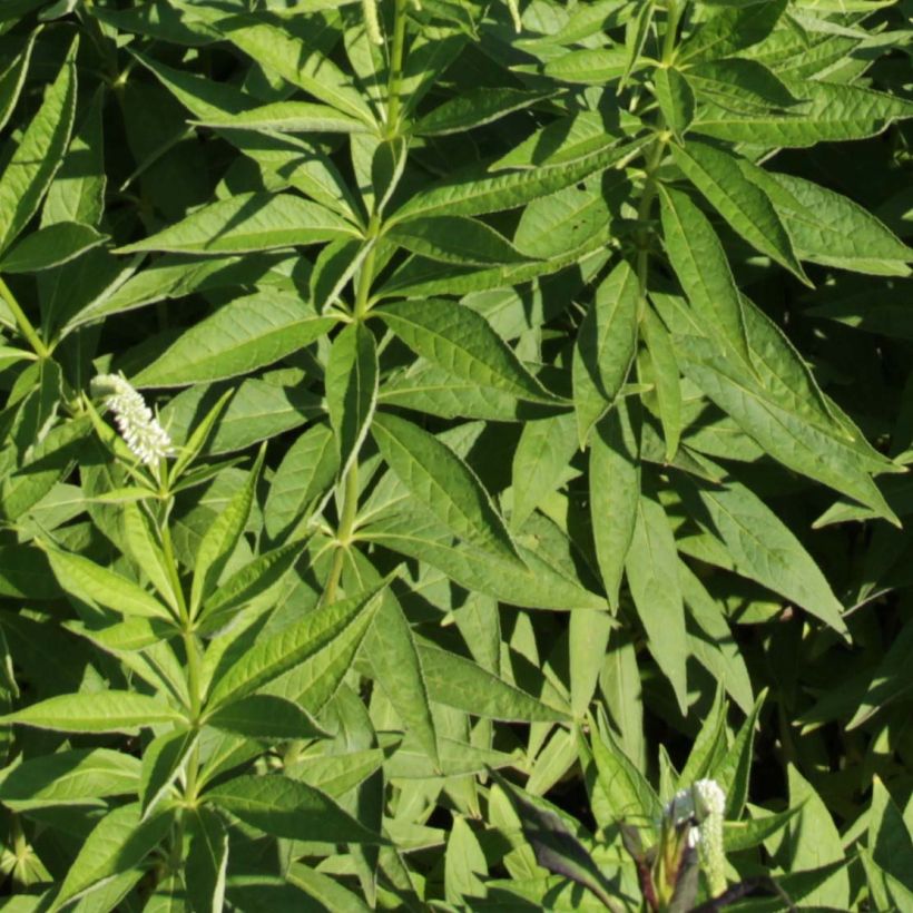 Veronicastrum virginicum Spring Dew - Virginischer Arzneiehrenpreis (Foliage)