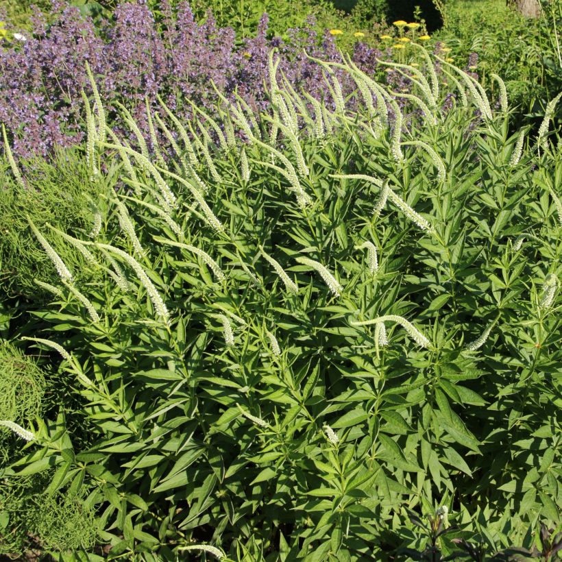 Veronicastrum virginicum Spring Dew - Virginischer Arzneiehrenpreis (Flowering)