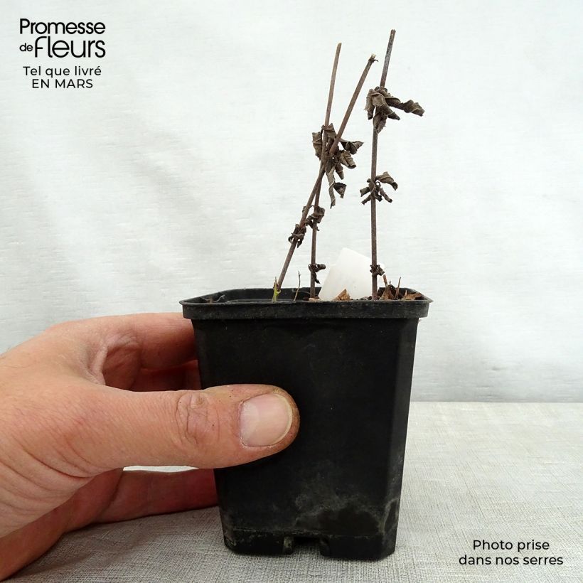 Exemplar von Veronicastrum virginicum Spring Dew - Virginischer Arzneiehrenpreis Kleine Töpfe von 8/9 cm wie im Frühjahr geliefert