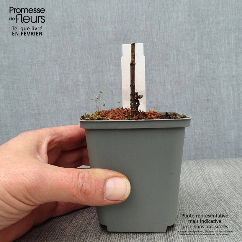 Exemplar von Veronicastrum virginicum Spring Dew - Virginischer Arzneiehrenpreis Kleine Töpfe von 8/9 cm wie im Winter geliefert