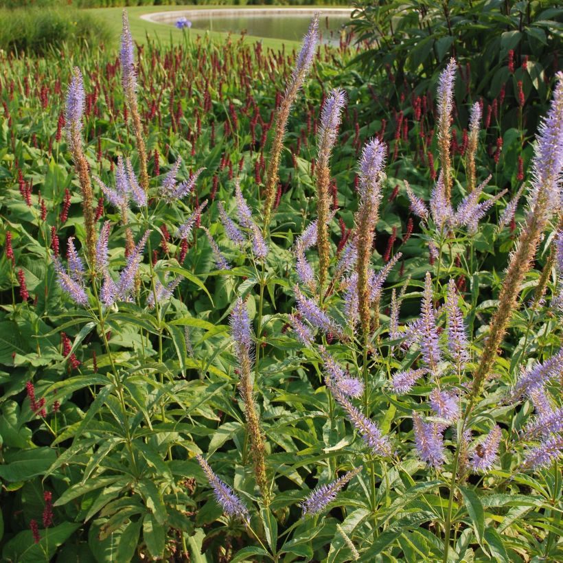 Veronicastrum virginicum Temptation - Virginischer Arzneiehrenpreis (Flowering)