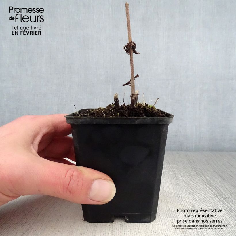 Exemplar von Veronicastrum virginicum Temptation - Virginischer Arzneiehrenpreis Kleine Töpfe von 8/9 cm wie im Winter geliefert