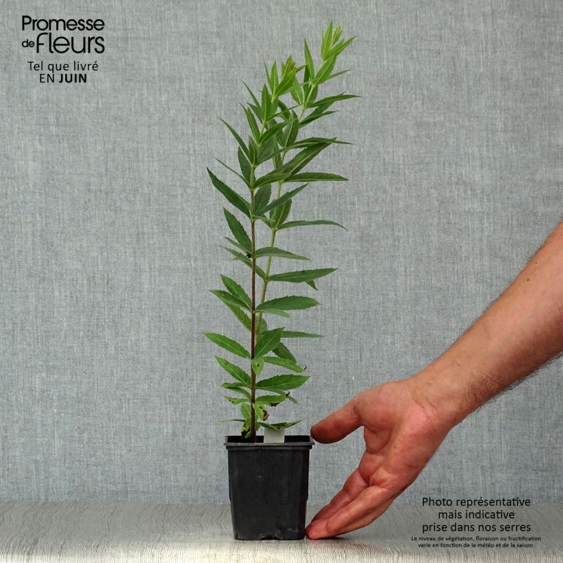 Exemplar von Veronicastrum virginicum var. album - Virginischer Arzneiehrenpreis Kleine Töpfe von 8/9 cm wie im Sommer geliefert