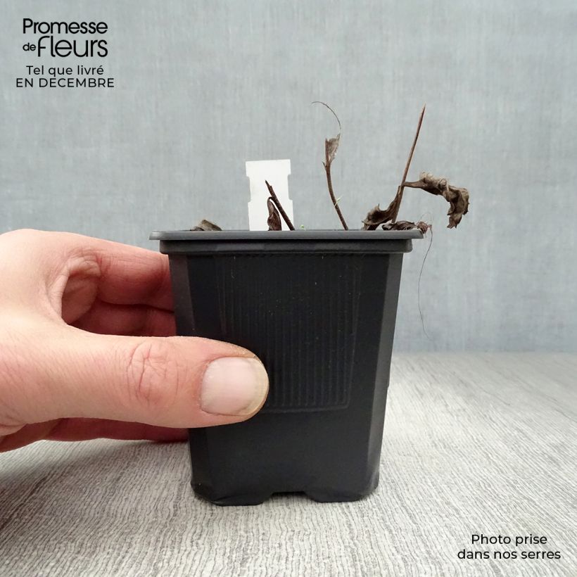 Exemplar von Veronicastrum virginicum var. album - Virginischer Arzneiehrenpreis Kleine Töpfe von 8/9 cm wie im Winter geliefert