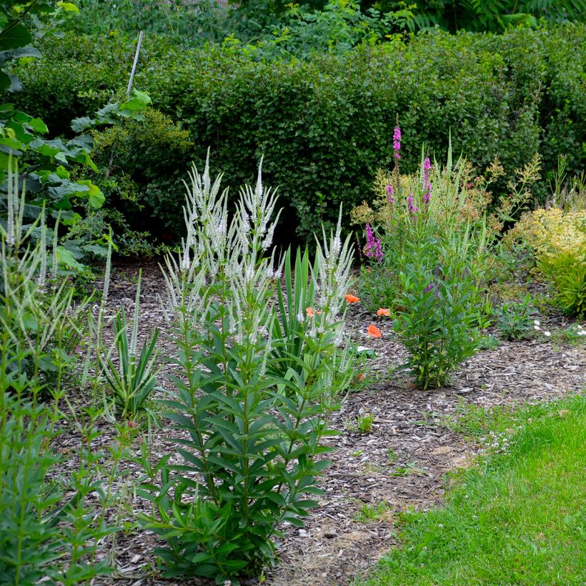 Veronicastrum virginicum var. album - Virginischer Arzneiehrenpreis (Plant habit)