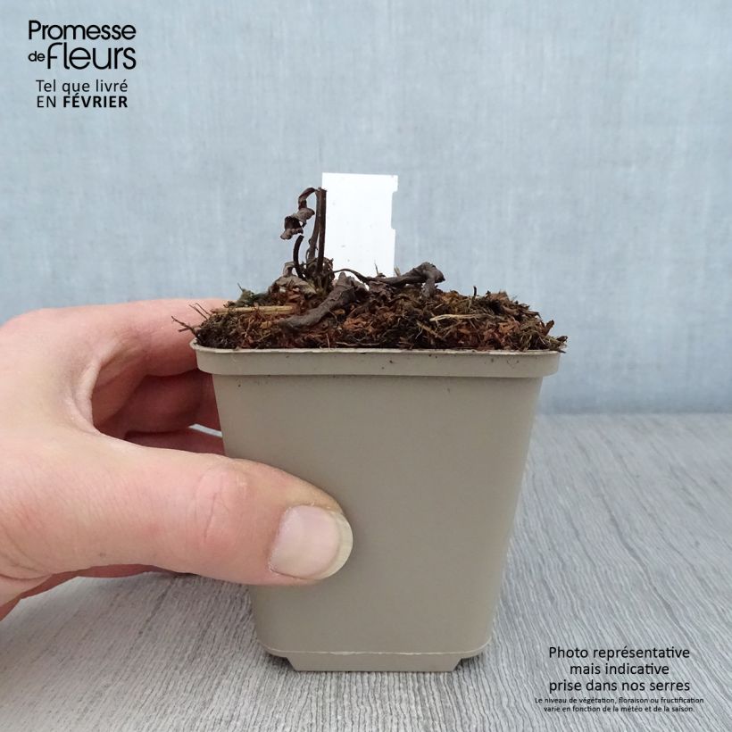 Exemplar von Veronicastrum virginicum Apollo - Virginischer Arzneiehrenpreis Kleine Töpfe von 8/9 cm wie im Winter geliefert