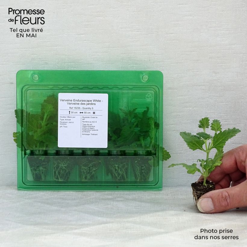Example of Verbene Endurascape White Mini-Plug Ø 3/4 cm as you get in printemps