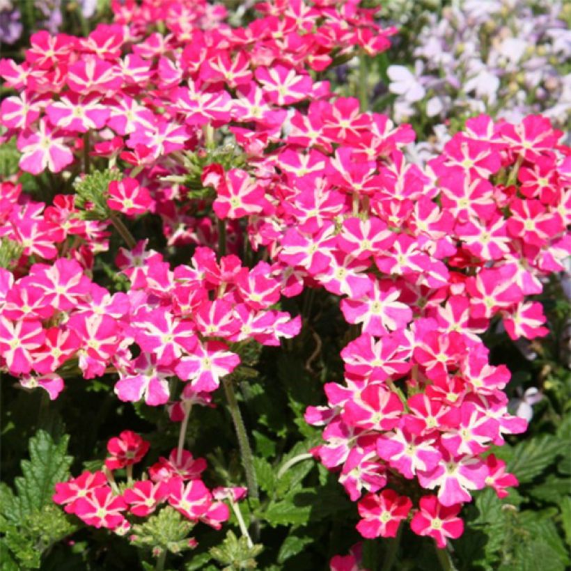 Verbene Superbena Coral Star (Flowering)