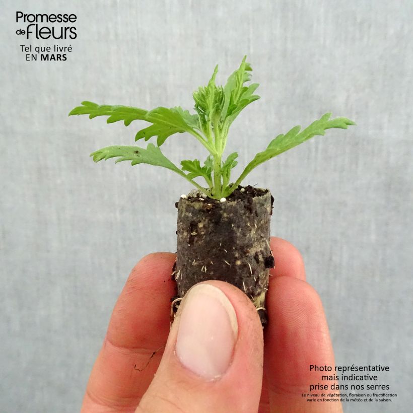 Example of Verbene Lavender White Mini-Plug Ø 1,5/2,5 cm as you get in printemps