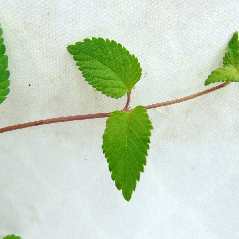 Aztekisches Süßkraut - Lippia dulcis (Foliage)