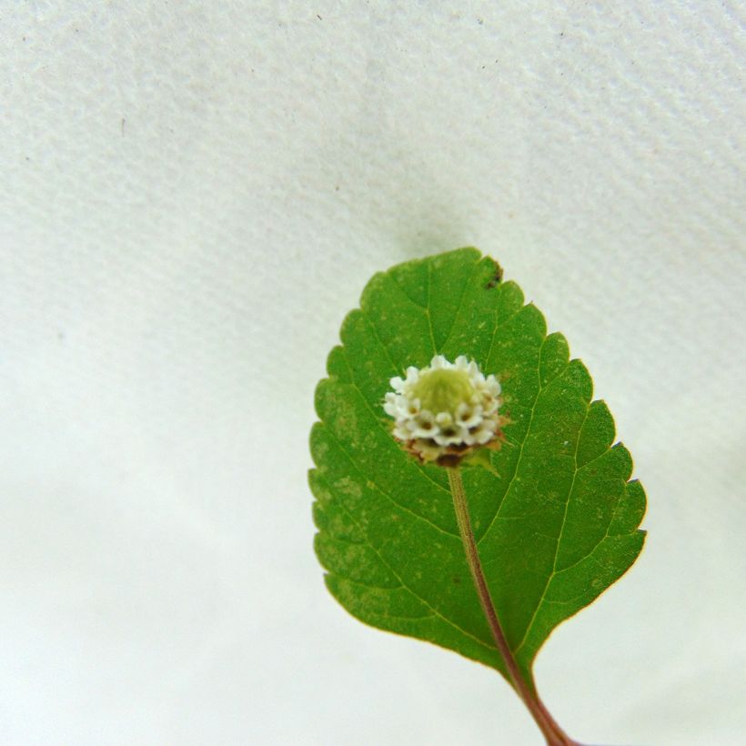 Aztekisches Süßkraut - Lippia dulcis (Flowering)